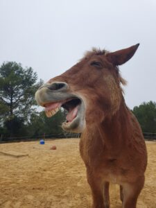 Amulette fait la grimace