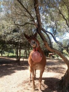 Amulette et le casque