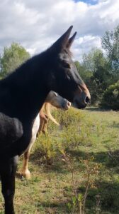 Just Between Us profil