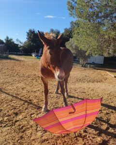 Amulette et le parapluie