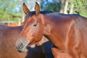 relation-bien-etre-cheval-poil-parole004