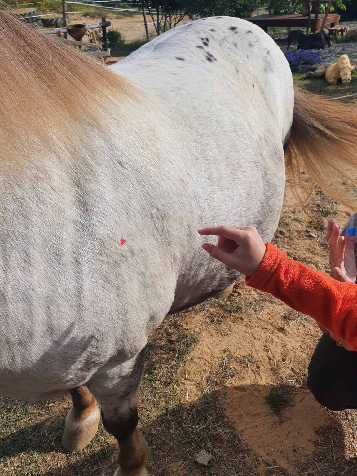 equi-handi-activite-gomette