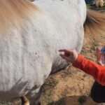 equi-handi-activite-gomette