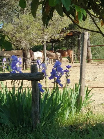 Bouquet d'iris et le troupeau