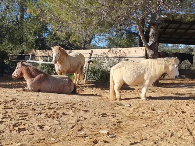 Enclos du troupeau avec Vasco, Rubis et Neige