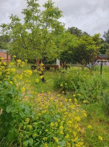 Table et chaises d'extérieur sous les arbres