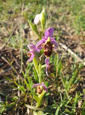 Orchidée du jardin