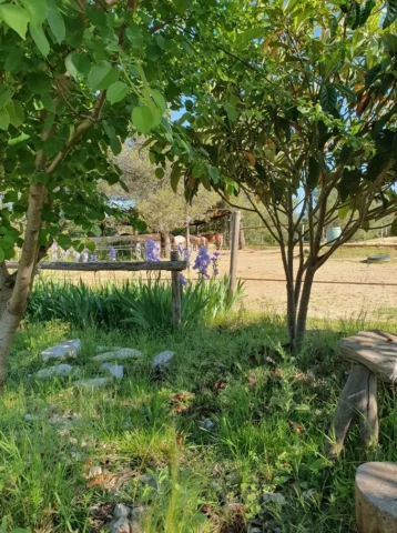 Végétation du lieu et vue troupeau