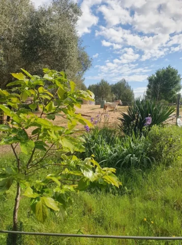 Vue d'ensemble de la ponette Neige et de la yourte