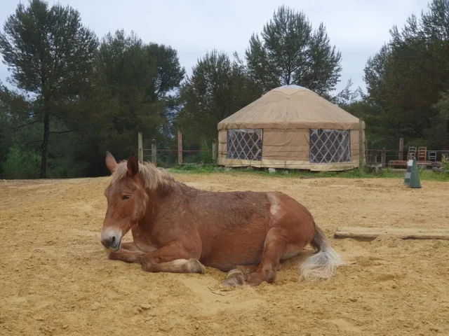 Amulette et la yourte