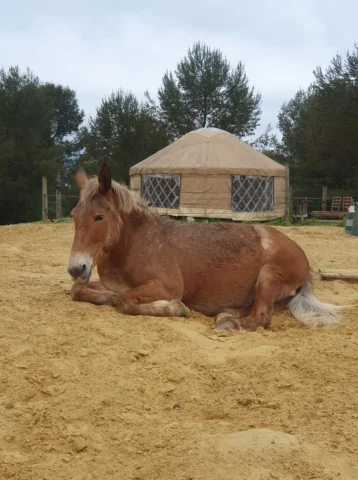 La Yourte et la mule Amulette de Poil de Parole et Bel Equ'Art